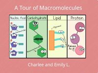 macromolecules - Class 8 - Quizizz