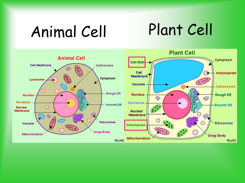 Parts of a Plant / Animal Cell - Labelling Quiz - Quizizz