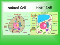 Parts of a Plant / Animal Cell - Labelling Review Quiz - Quizizz