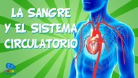 os sistemas circulatório e respiratório - Série 6 - Questionário