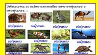 ANIMALES OVIPAROS Y VIVIPAROS