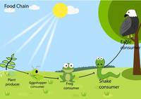 food chain - Class 2 - Quizizz