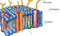 membranas y transporte - Grado 7 - Quizizz