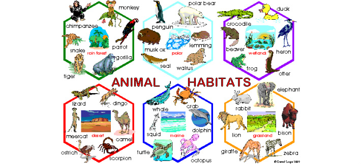 Animal Habitats | 127 Plays | Quizizz