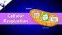 Cellular Respiration Review