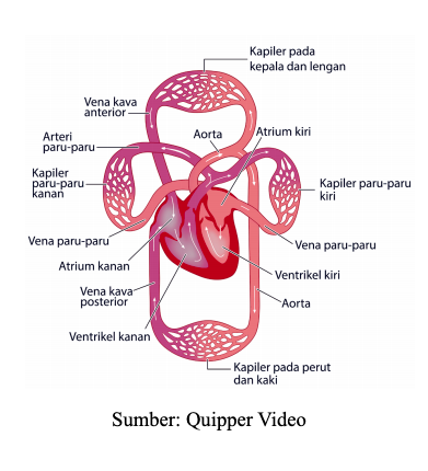 QUIZ SISTEM SIRKULASI MANUSIA | Biology - Quizizz