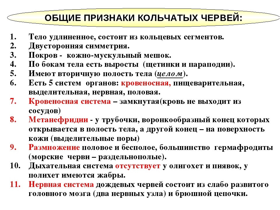 Какие черви имеют нервную систему лестничного типа