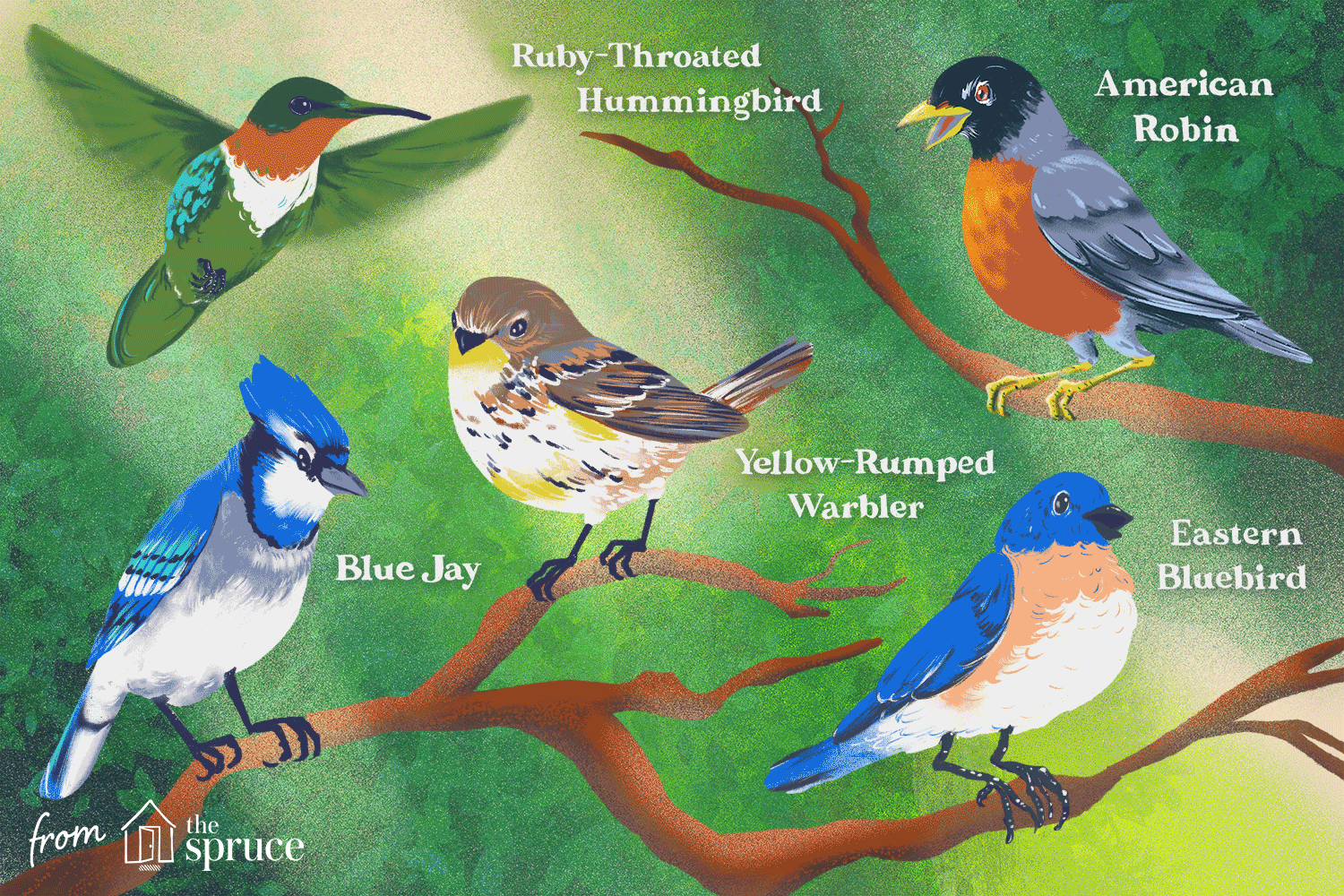 Animal Kingdom: Bird Classification | Science - Quizizz