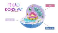 tế bào thực vật và động vật - Lớp 6 - Quizizz