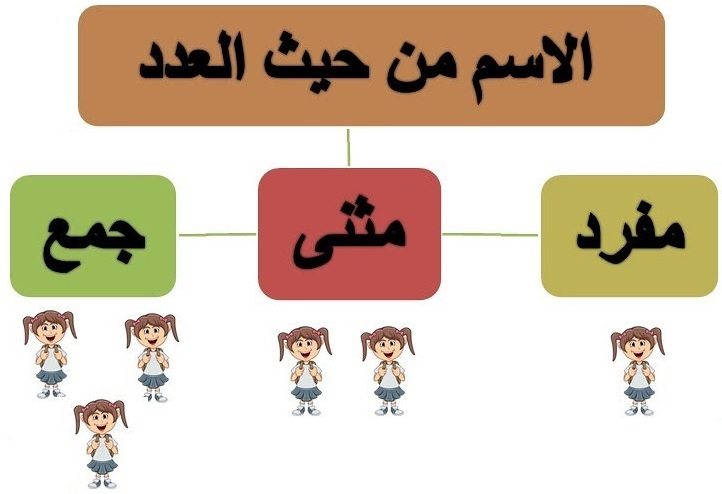 الاسم من حيث العدد مفردمثنىجمع مذكر سالمجمع مؤنث سالم Quizizz