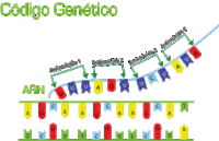 estructura y replicación del adn - Grado 10 - Quizizz