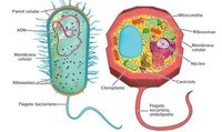 célula vegetal y animal - Grado 6 - Quizizz