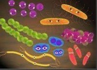 bacterias y arqueas - Grado 3 - Quizizz