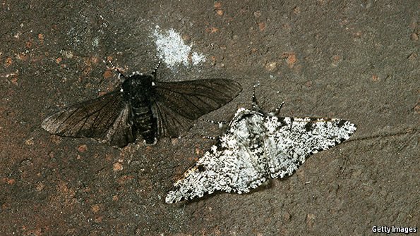 Peppered Moths