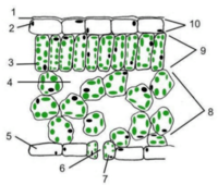 photosynthesis - Year 8 - Quizizz