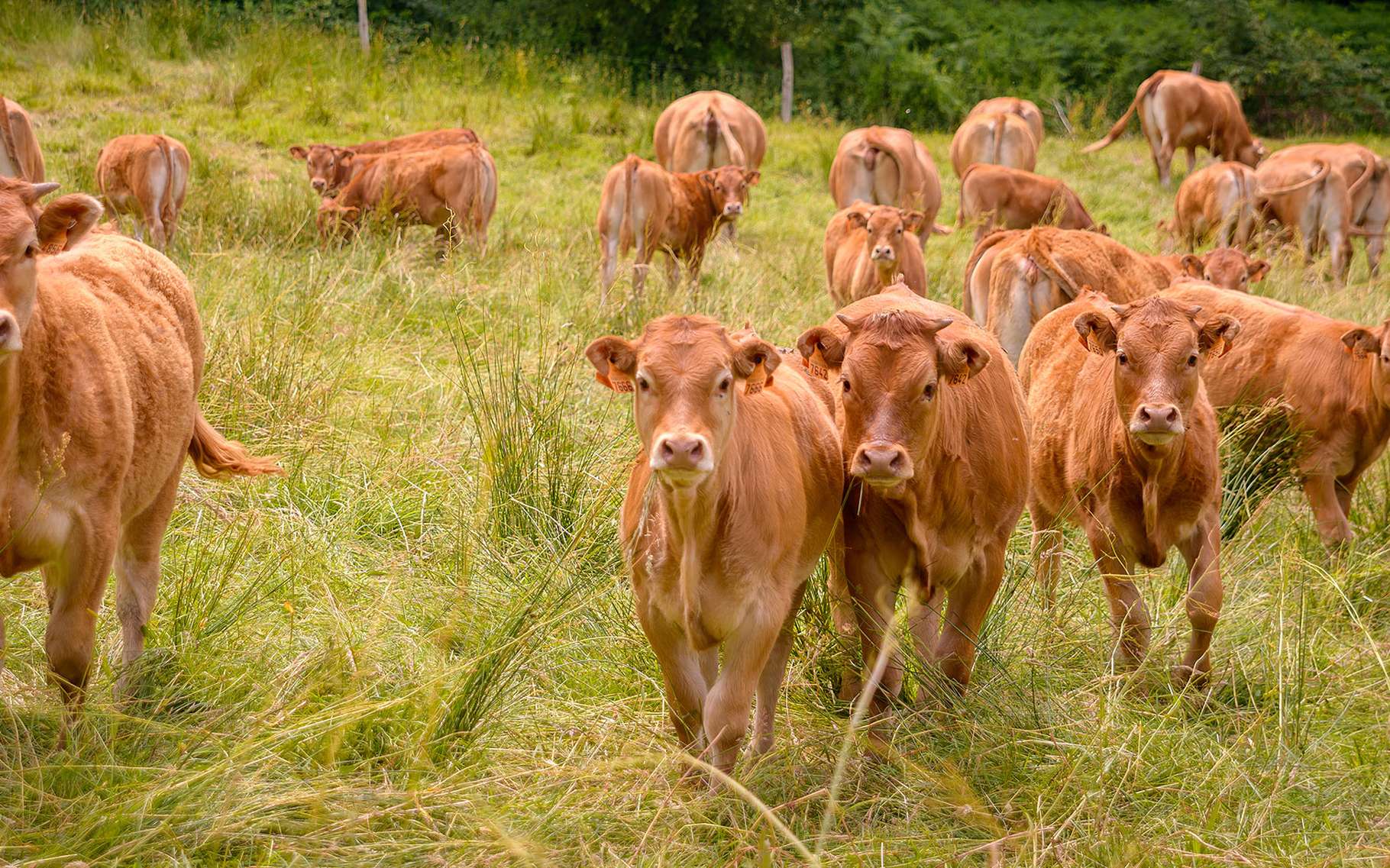 Connaissez-vous Bien La Filière Viande En Normandie ? | Quizizz