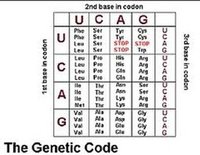 Lovely dna codon chart 7 In 60 Codon Chart Practice Science Quizizz