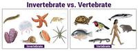 vertebrates and invertebrates - Year 8 - Quizizz