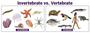 Vertebrates and Inverebrates