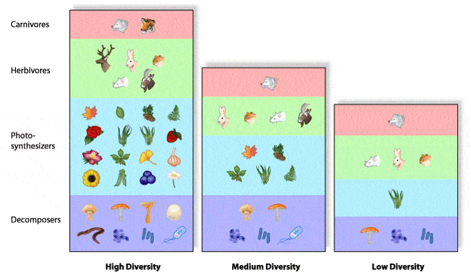 Biodiversity | 3.7K Plays | Quizizz