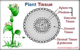 Plant Tissues | 4.9K plays | Quizizz