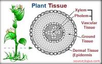 tissues - Class 12 - Quizizz