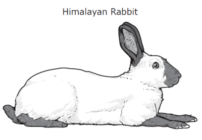 himalayan rabbit