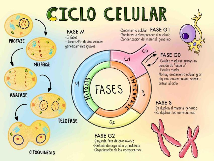 El ciclo celular y la mitosis. Tarjetas didácticas - Quizizz