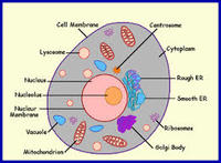 the cell membrane - Grade 5 - Quizizz