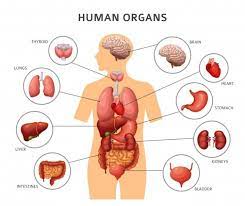 Biología del desarrollo - Grado 12 - Quizizz