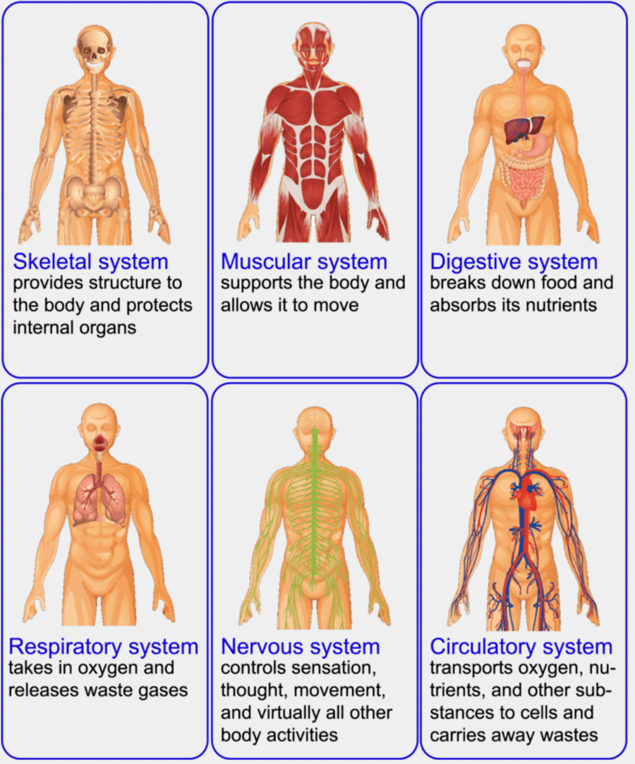 Human Body Systems | Other - Quizizz