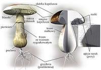 różnorodność biologiczna i ochrona - Klasa 5 - Quiz