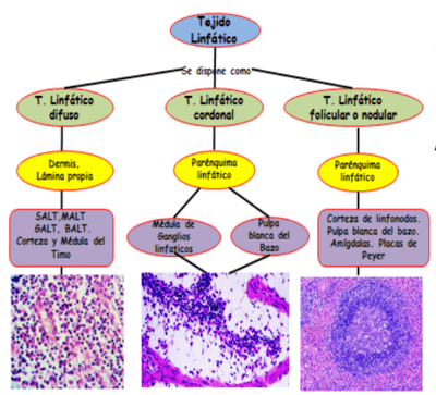 diagrama histológico de los ganglios linfáticos