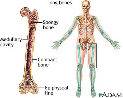 Anatomy Cards - Class 12 - Quizizz