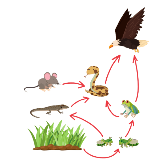 Food Chains/Webs And Ecosystems Questions & Answers For Quizzes And ...