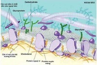 màng và vận chuyển - Lớp 10 - Quizizz