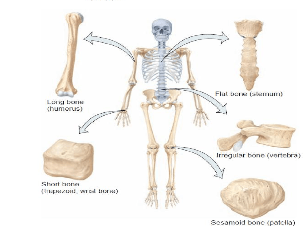 Types of bones & joints | Physical Ed Quiz - Quizizz