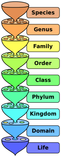 Biological Classification