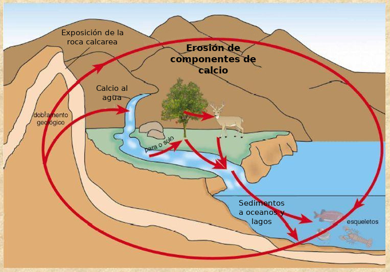 Ciclo Del Calcio Biology Quizizz 1181