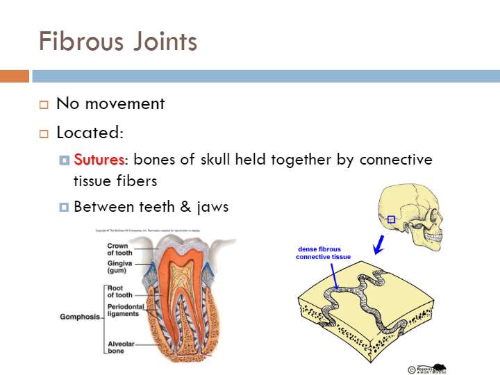 Joints and Articulations | Science - Quizizz