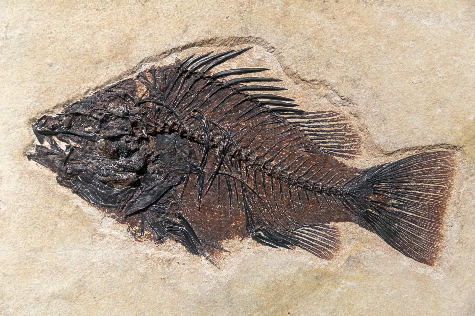 Fossils Quiz | Science - Quizizz