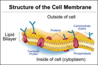 the cell membrane - Grade 11 - Quizizz