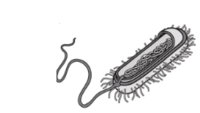 prokaryotes and eukaryotes - Grade 9 - Quizizz