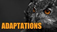 animal adaptations - Grade 10 - Quizizz