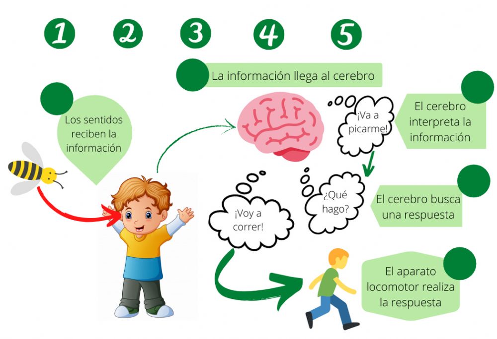 regulación genética - Grado 4 - Quizizz