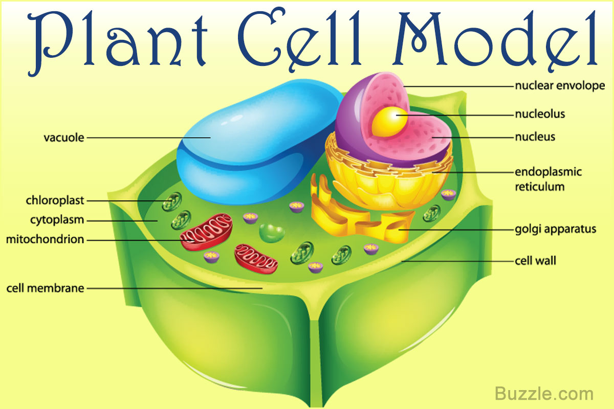 Cell Quiz Plant Cells Science Quiz Quizizz