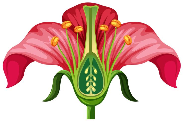 Anatomia Da Flor Biology Quizizz
