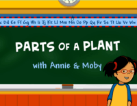 plant parts and their functions Flashcards - Quizizz