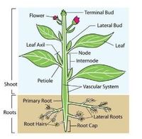 plant parts and their functions - Class 9 - Quizizz