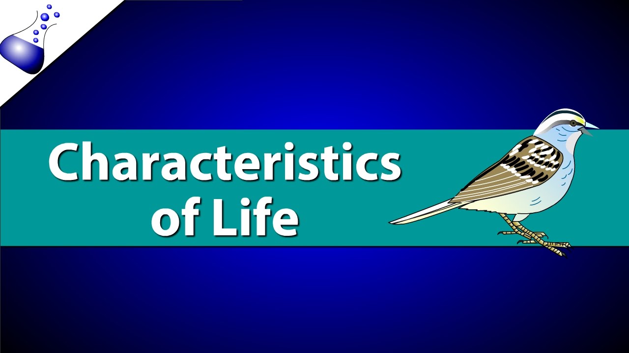 chapter-1-lesson-1-characteristics-of-life-89-plays-quizizz